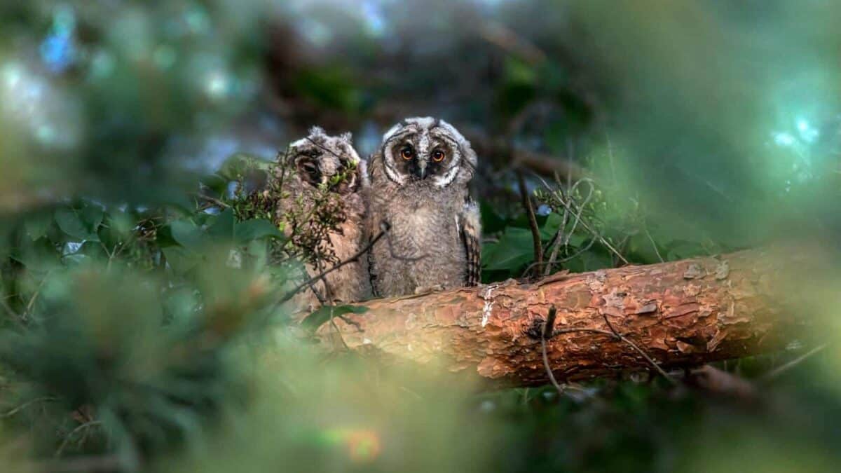 Two long-eared owls perched on a tree branch, surrounded by lush foliage.