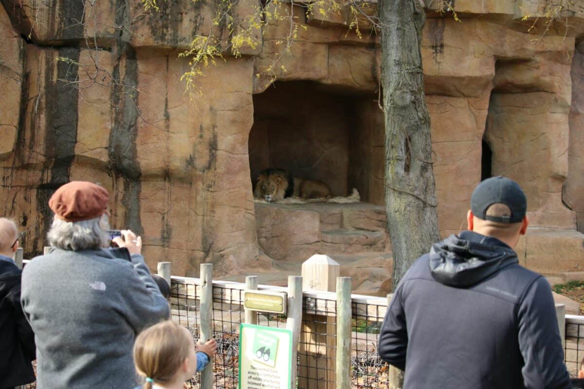 People at a zoo observing a lion resting in its enclosure on a sunny day.