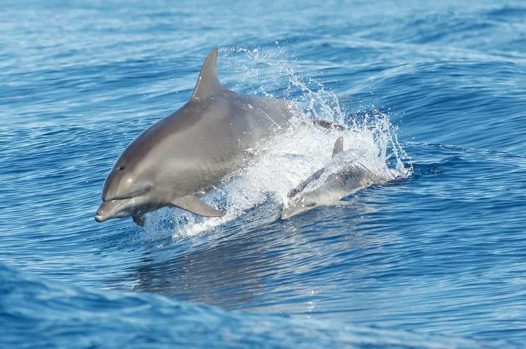 Bottlenose dolphin