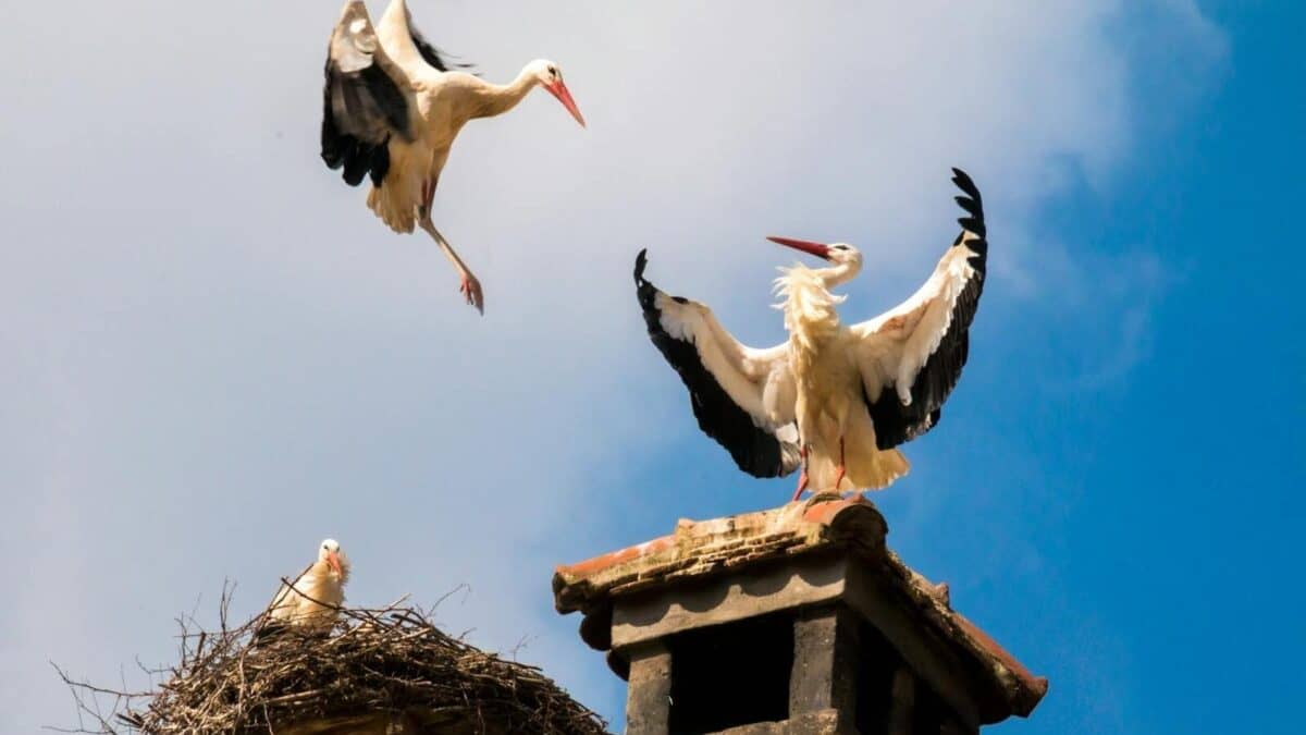 White storks on a rooftop nest with one flying against a clear blue sky.