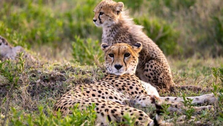 Cheetah Moms Play Games to Teach Hunting Skills
