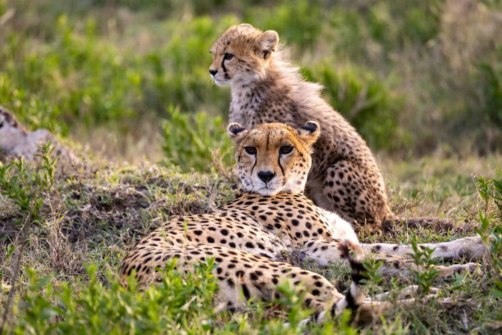 A cheetah and its cub resting in grassy plains, showcasing wildlife beauty and bonding.