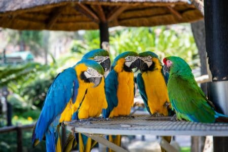 Parrots Are Changing the Way They Communicate in the Wild
