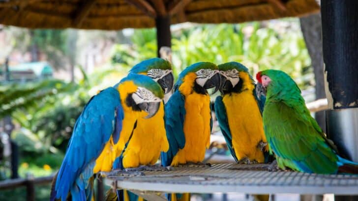 Parrots Are Changing the Way They Communicate in the Wild