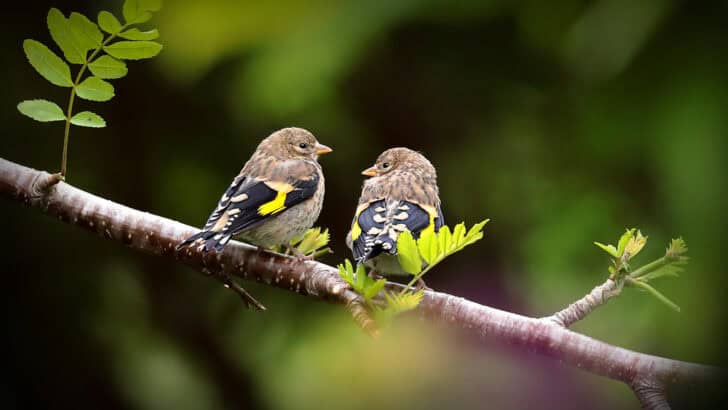 The Truth About Monogamy in the Animal Kingdom