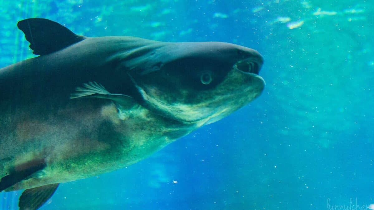 Giant Mekong Catfish