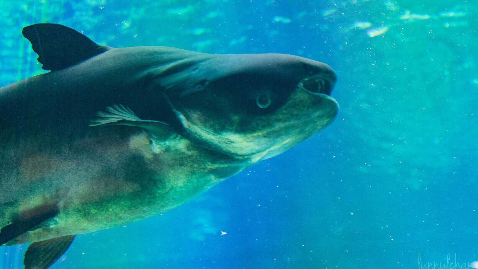 Giant Mekong Catfish