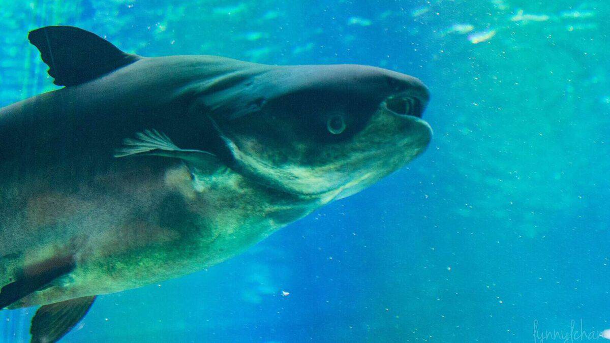 Giant Mekong Catfish