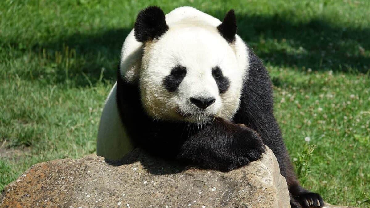 Giant Panda