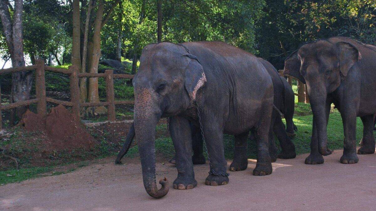 A group of Asian elephants roaming in a nature-themed zoo environment, surrounded by lush greenery.