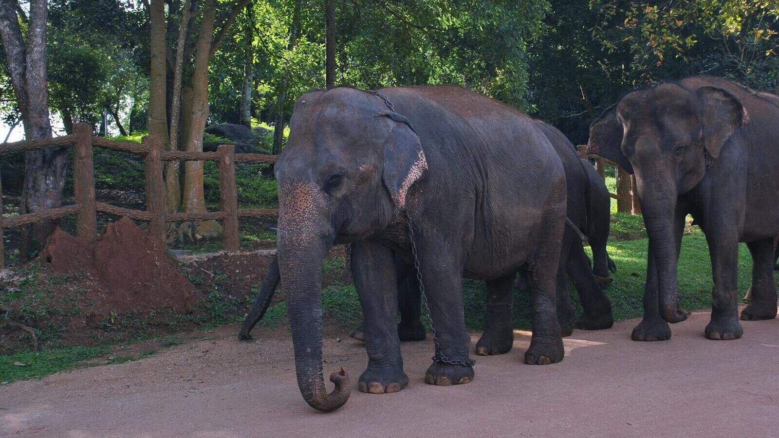 A group of Asian elephants roaming in a nature-themed zoo environment, surrounded by lush greenery.