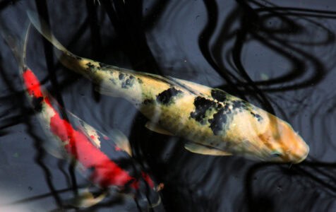 Why Koi Fish Are a Symbol of Good Luck