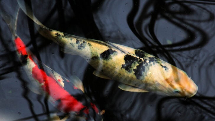 Why Koi Fish Are a Symbol of Good Luck