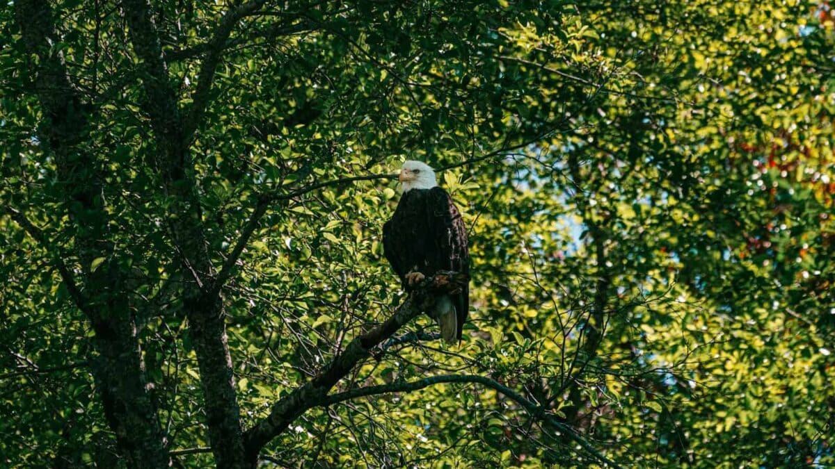 a bald eagle perched on a tree branch