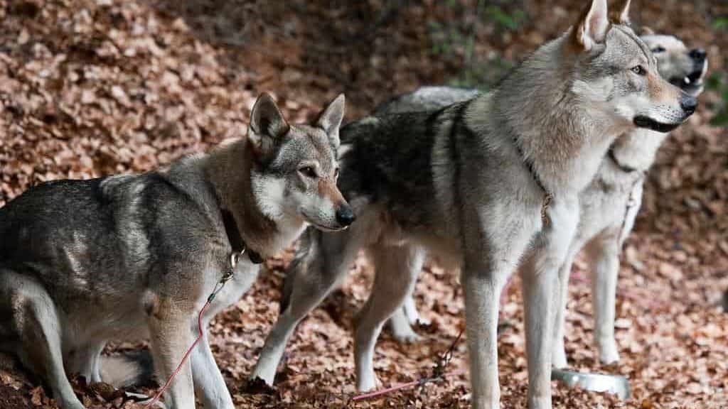 Wolf dog