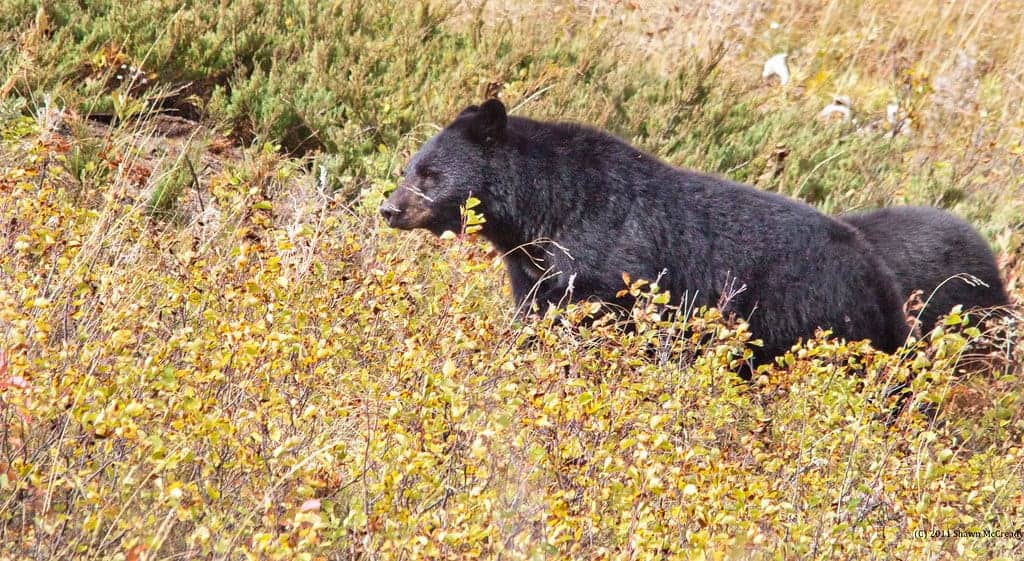 Bear