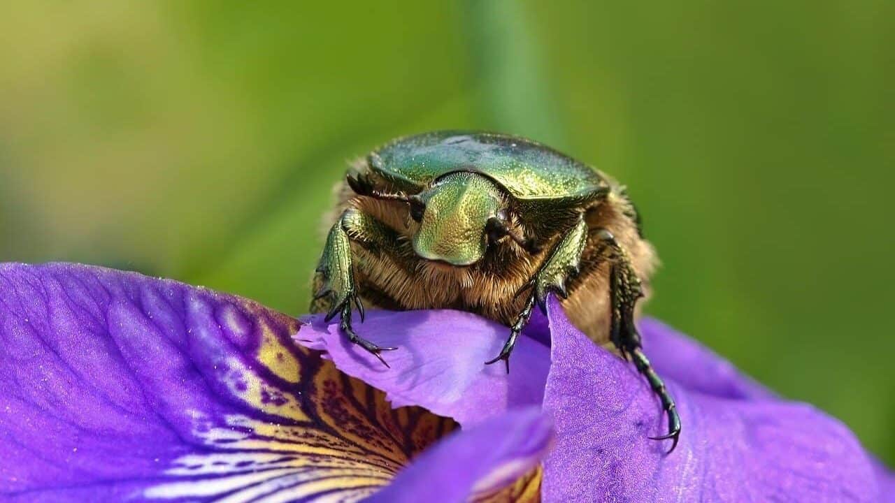 The Gleaming Click Beetle