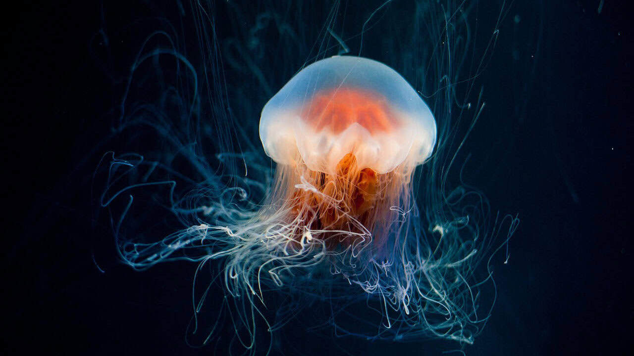The Glowing Comb Jelly