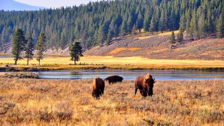Bison Calf Tragically Perishes After Fall Into Yellowstone&rsquo;s Boiling Hot Spring