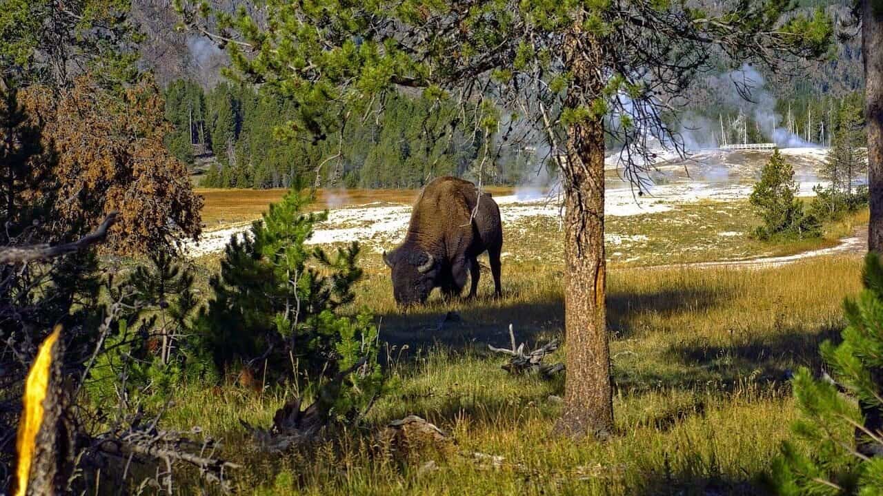 The Economic Benefits of Bison in Yellowstone