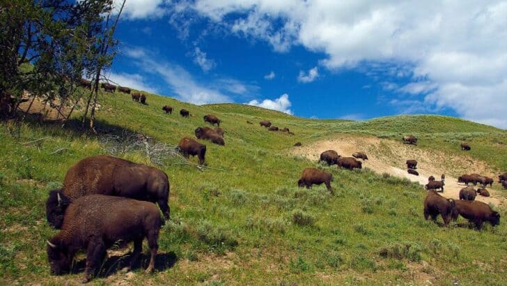Why You&rsquo;re More Likely to See Bison Near Roads in Summer