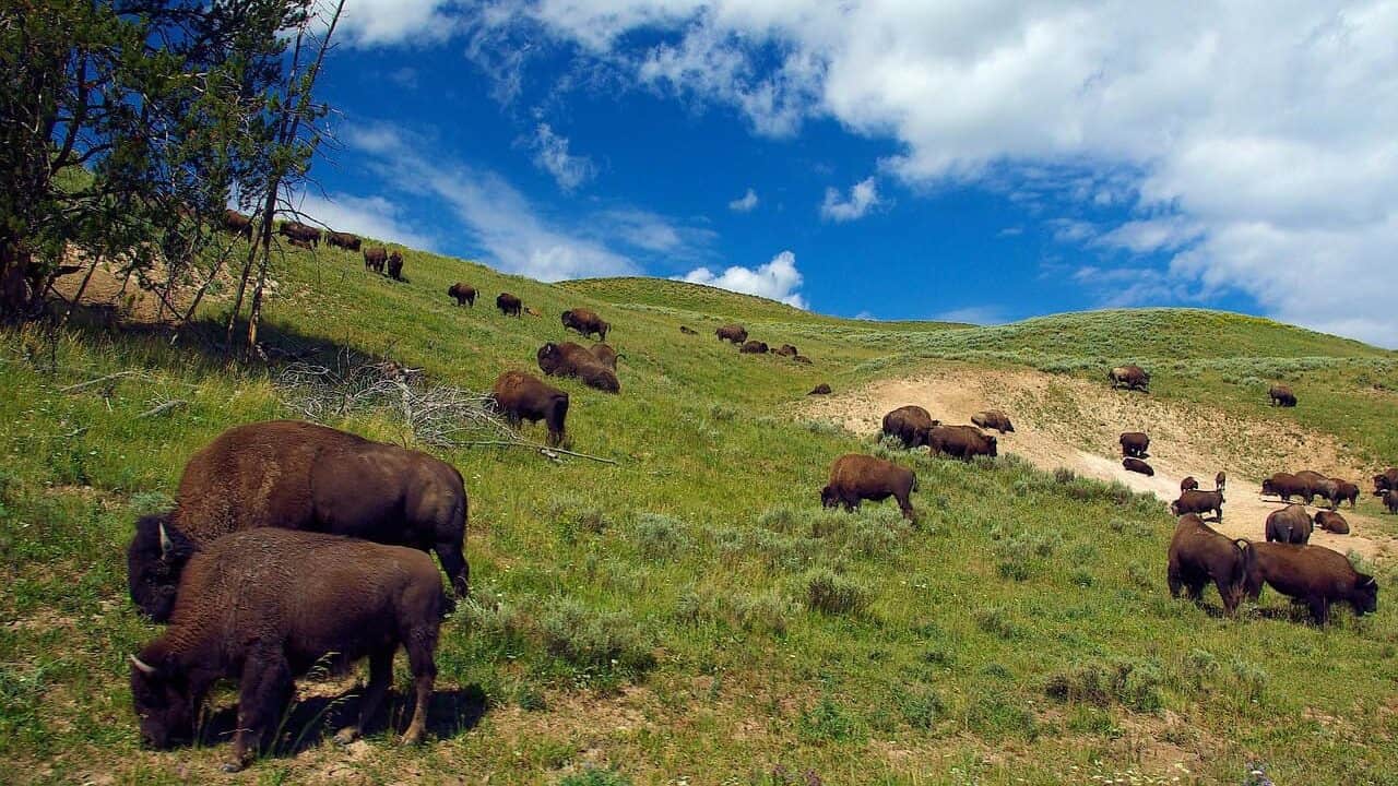The Emotional Connection to Bison