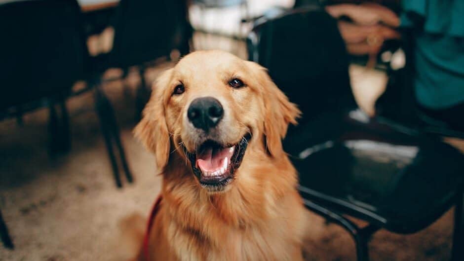 Labrador Retriever: The Energetic Family Dog