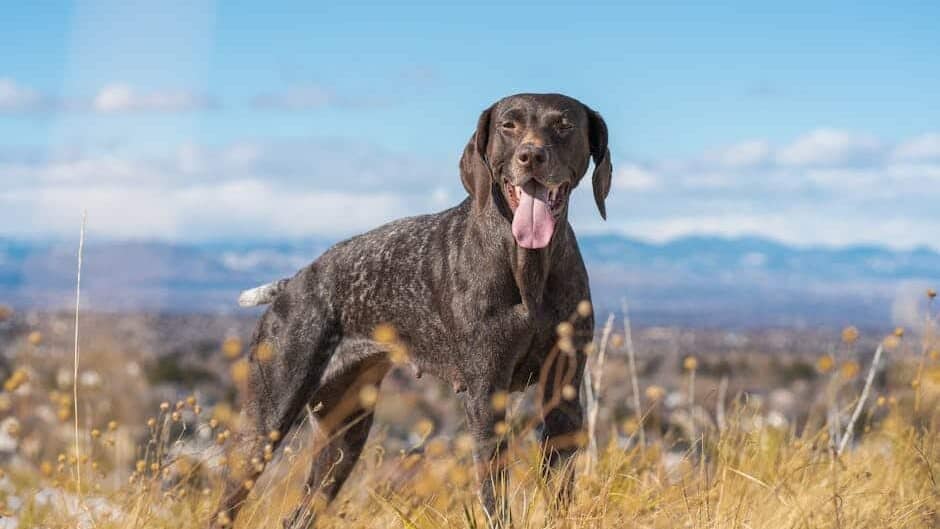 German Shorthaired Pointer: The Versatile Sportster