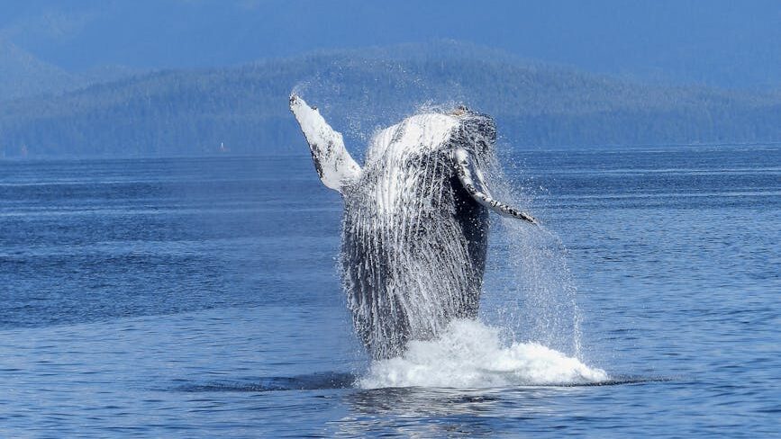 Homer, Alaska: A Gateway to the Wilderness