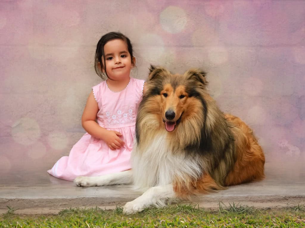 Rough Collie