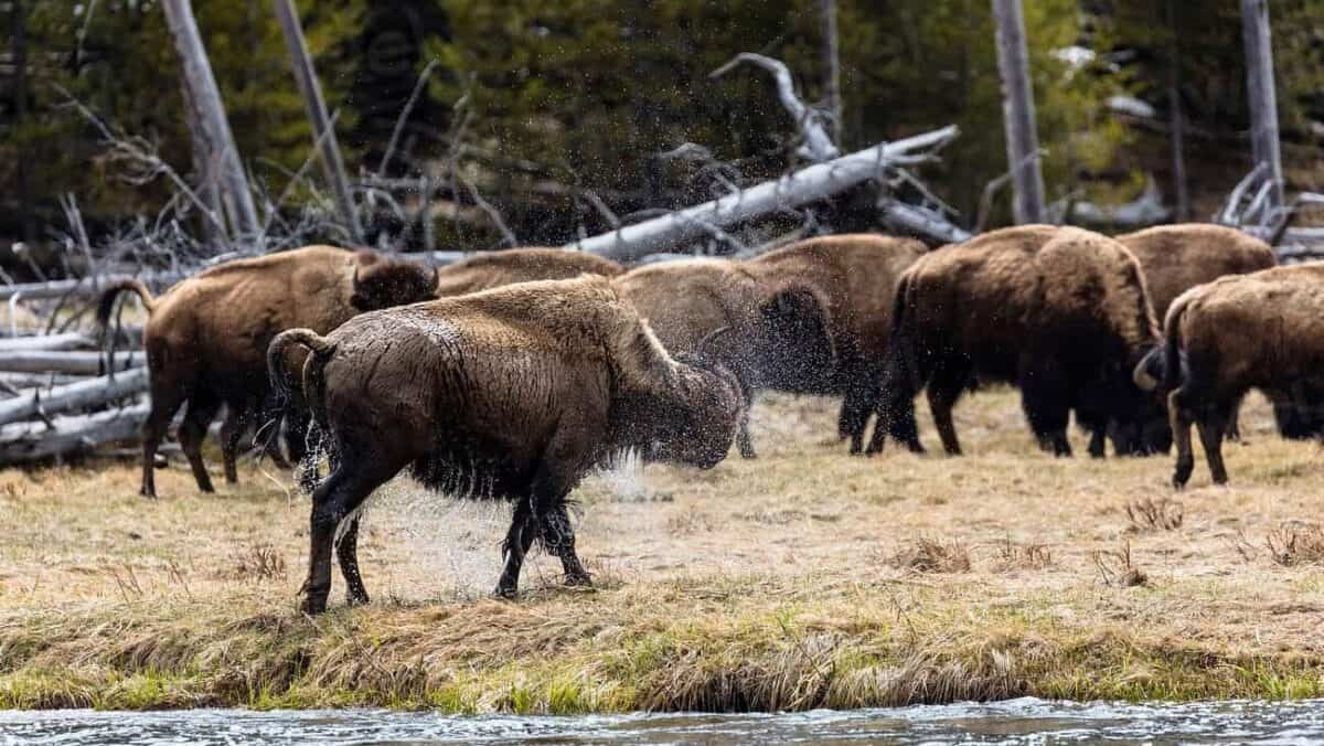 Understanding Bison Communication