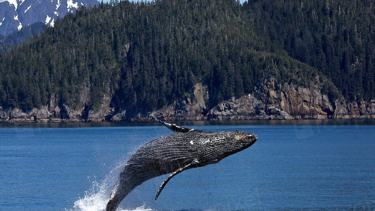 6. Humpback Whale