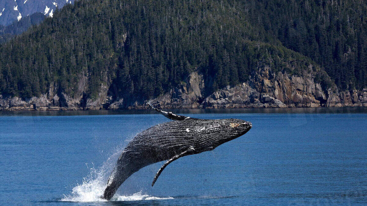 6. Humpback Whale