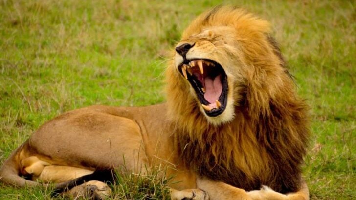 What Happens If a Predator Refuses to Kill