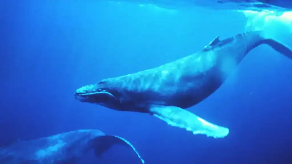 2. Whales Have Unique “Voices” Like a Fingerprint