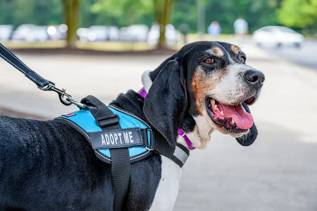 5 Treeing Walker Coonhound (image credits: rawpixel)