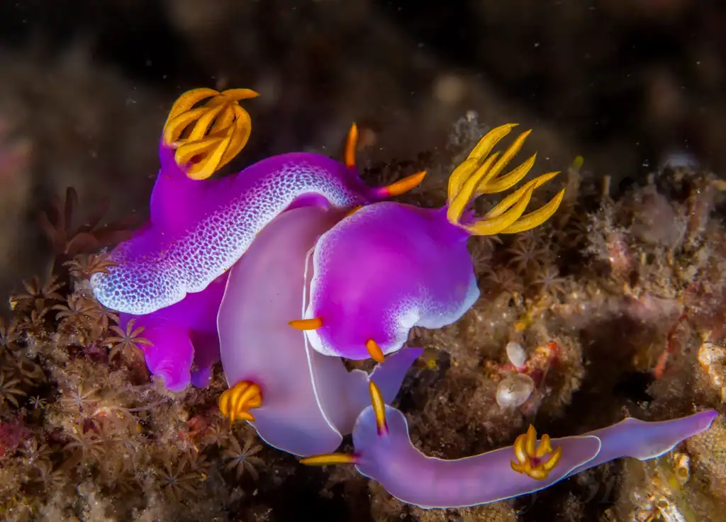 11. Dumbo Octopus (image credits: rawpixel)