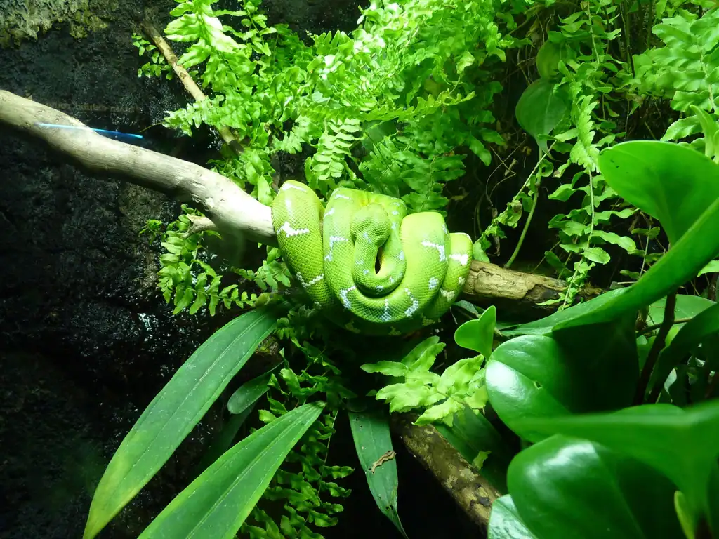 3. Amazonian Parrot Snake (image credits: rawpixel)