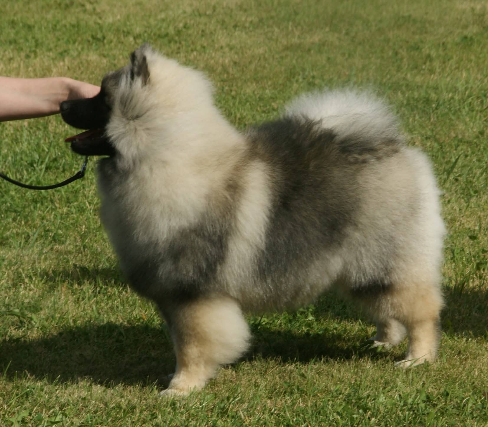 14. Keeshond (image credits: wikimedia)