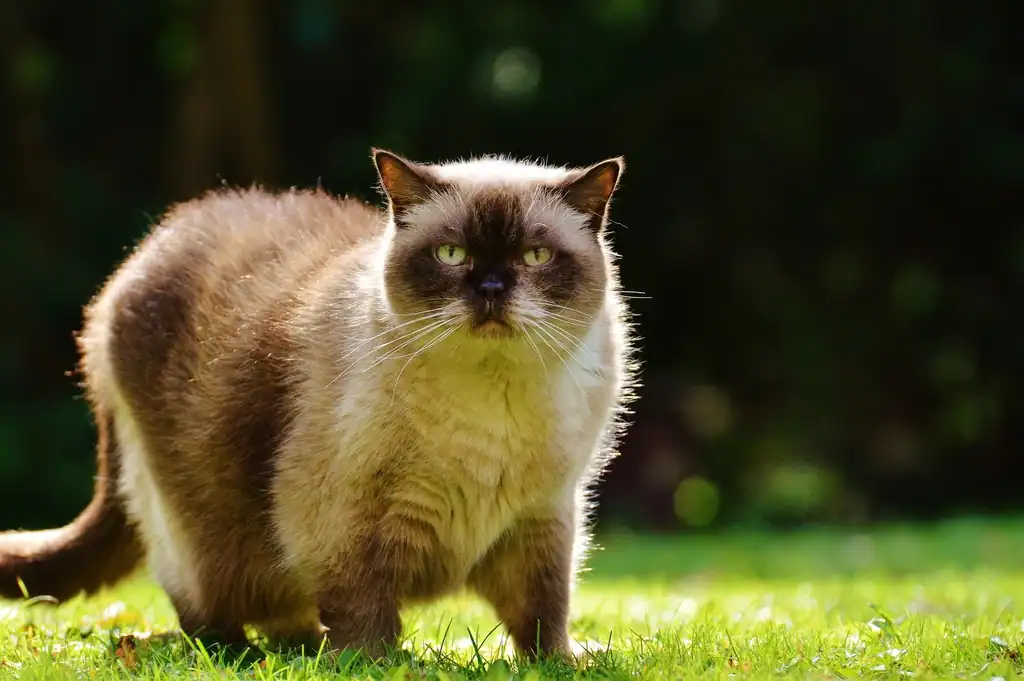 10. Birman (image credits: rawpixel)