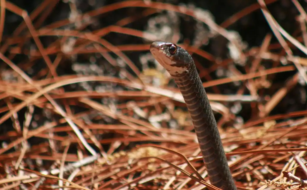 8. Black Racer (image credits: rawpixel)