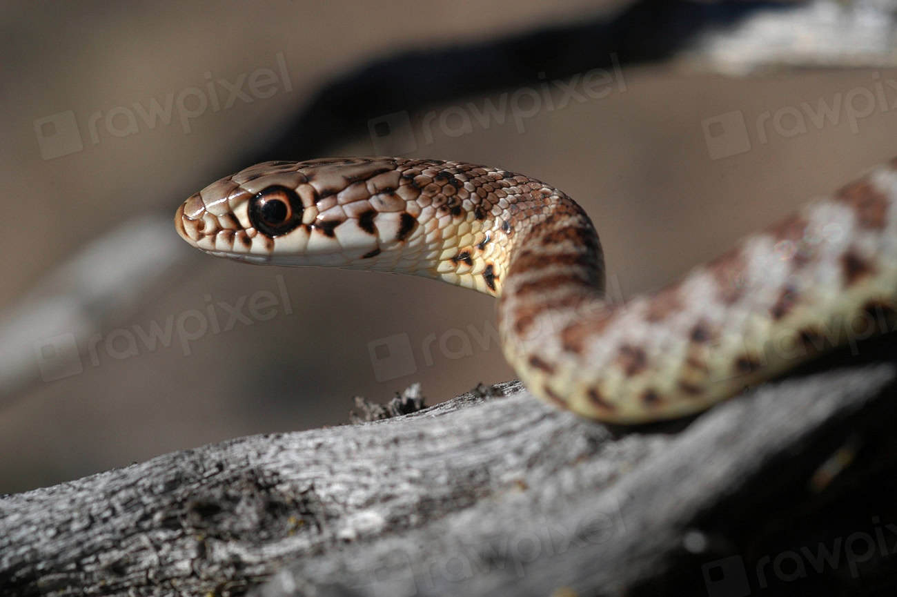 7. Bullsnake (image credits: rawpixel)