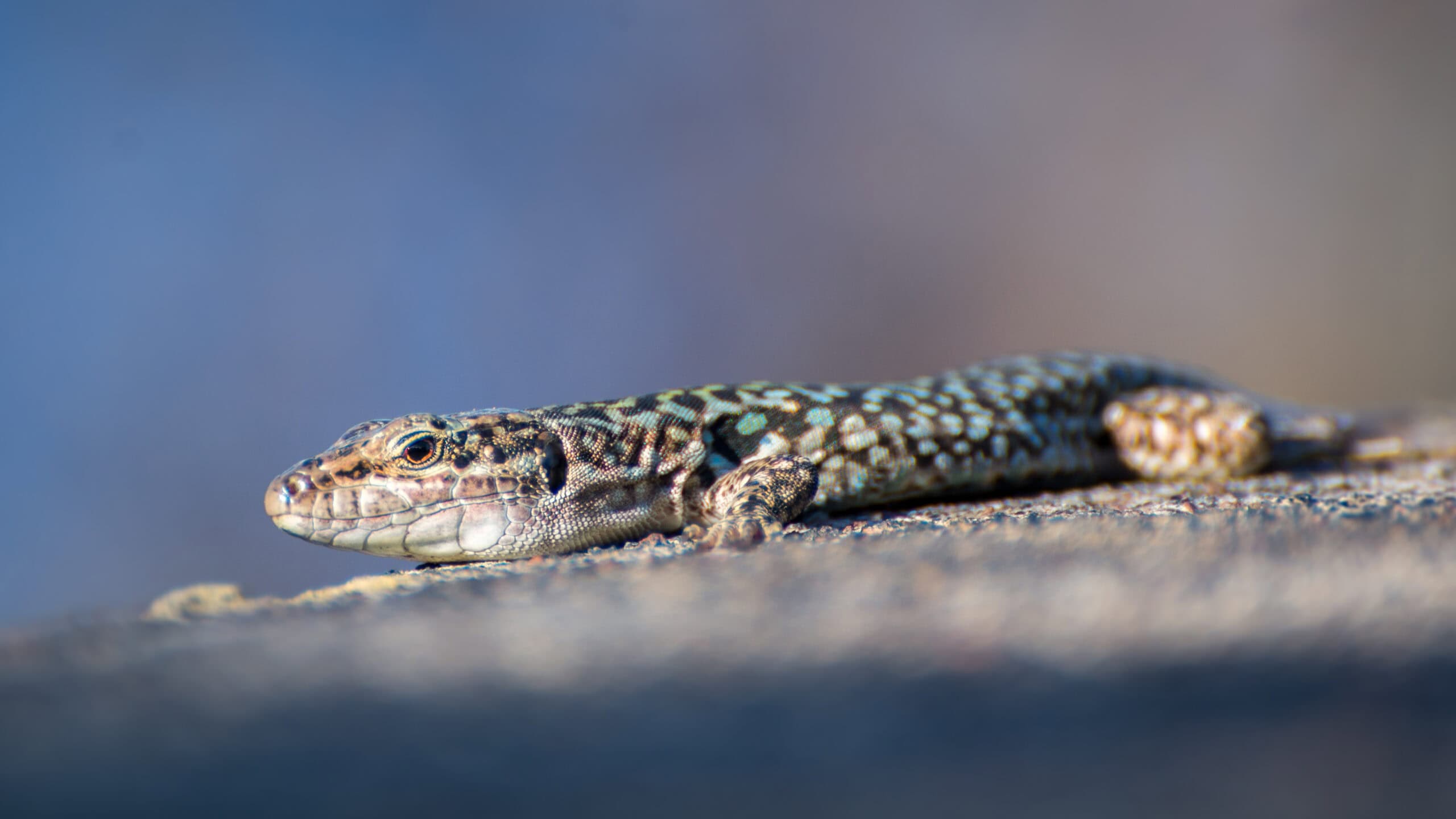 3. Arenal Lava Lizards (image credits: wikimedia)