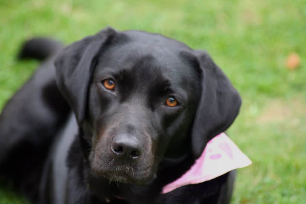 11. Domestic Dogs