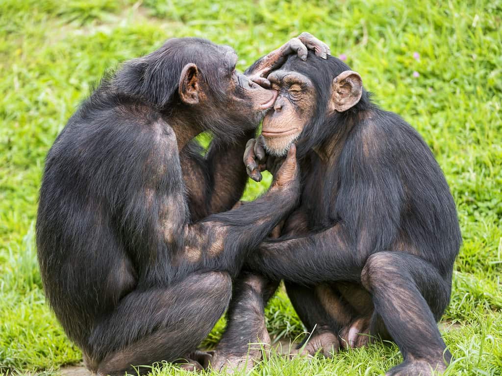 9. Chimpanzees (image credits: flickr)