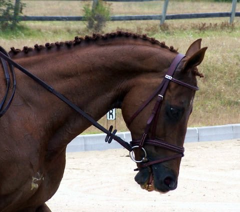 5. Horses
