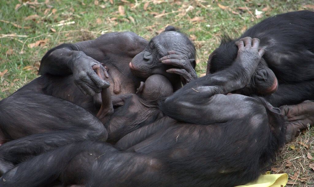4. Bonobos (image credits: flickr)
