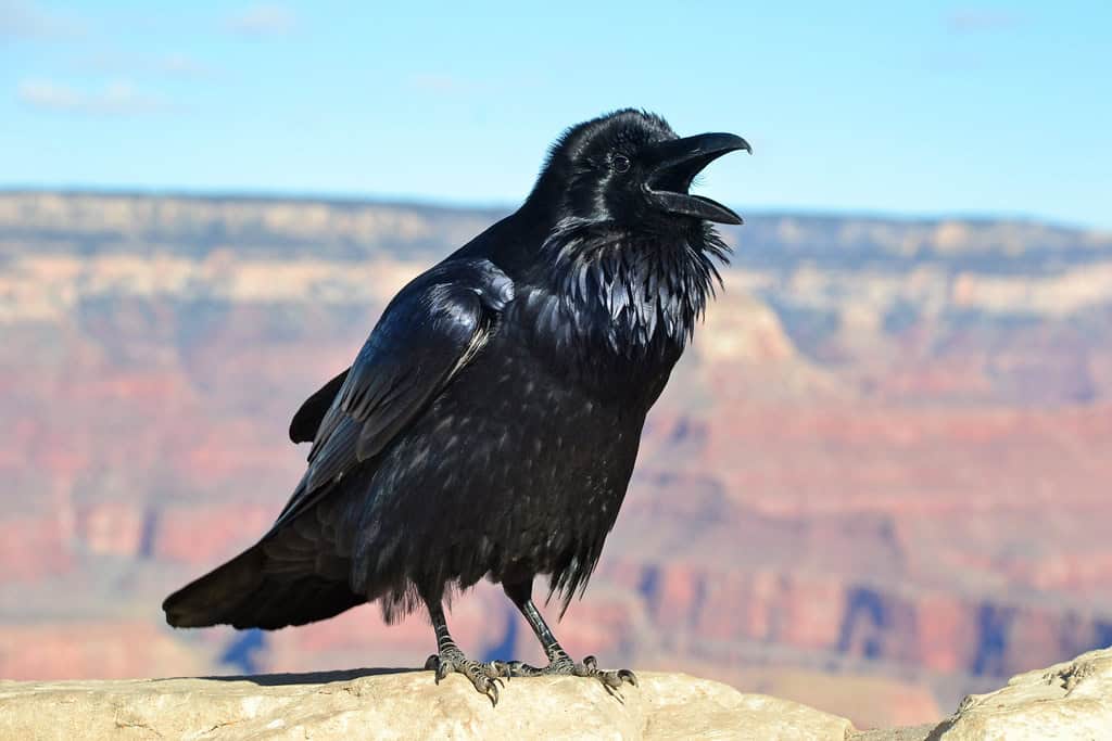 2. New Caledonian Crows