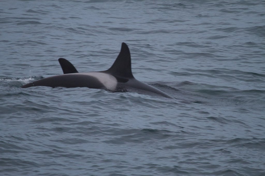 1. Orcas (image credits: flickr)