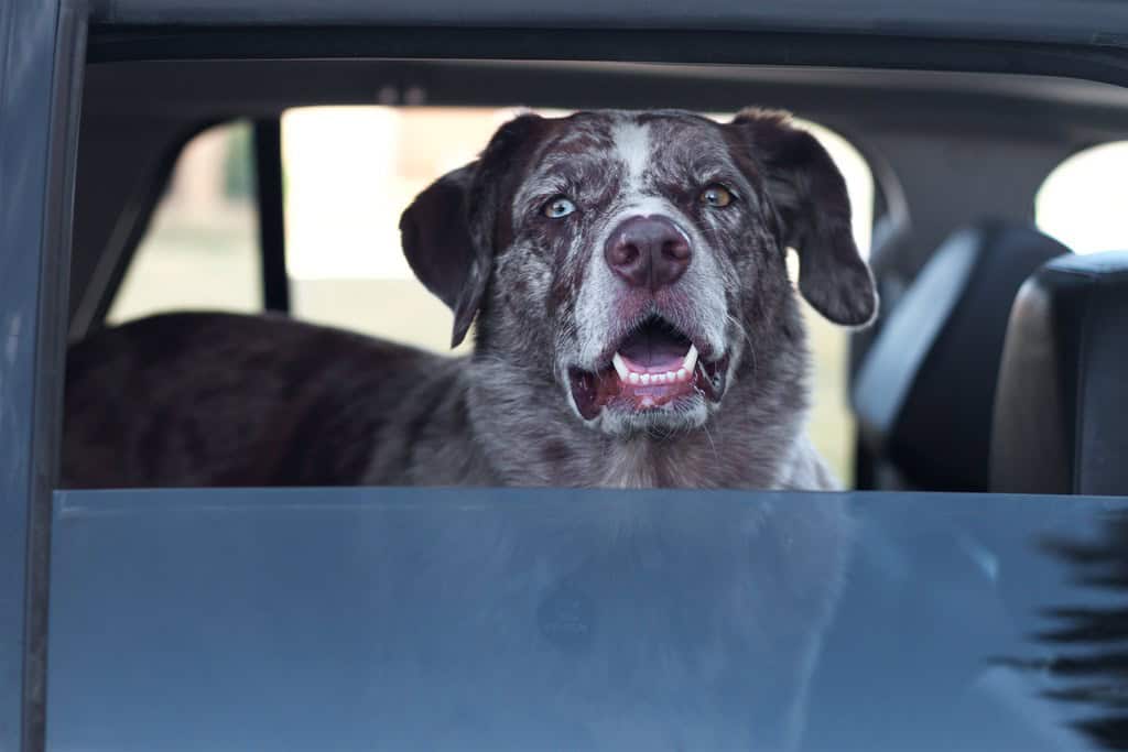 16. Never Leave Pets Alone in a Parked Car (image credits: flickr)
